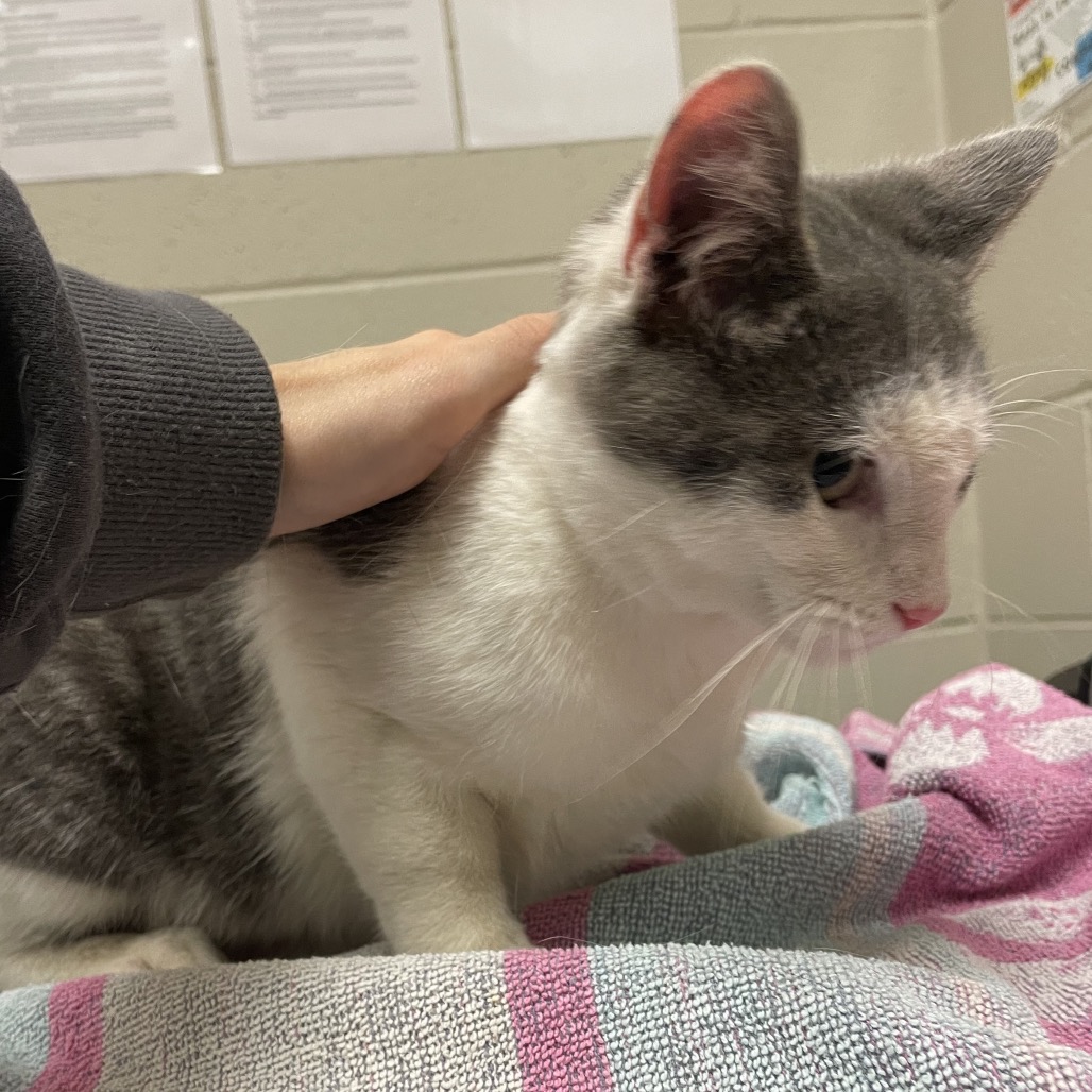 Shelter Stray Male Cat last seen , 54687 Co Rd 19, Bristol, IN 46507, USA