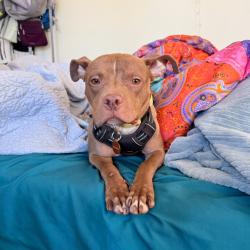 Shelter Stray Female Dog last seen , 361 S Raymond Ave, Pasadena, CA 91105, USA