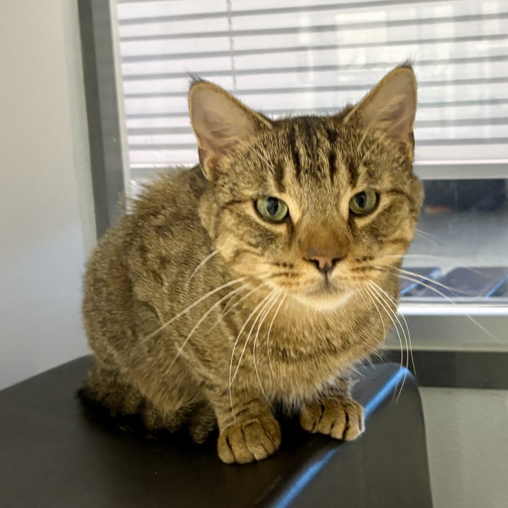 Shelter Stray Male Cat last seen , 244 Georgetown Rd, Jacksonville, NC 28540, USA