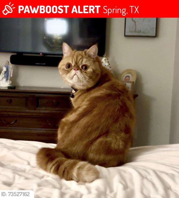 Lost Male Cat last seen Branch Crossing and Alden Bridge, Spring, TX 77382