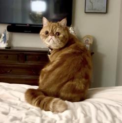 Lost Male Cat last seen Branch Crossing and Alden Bridge, Spring, TX 77382