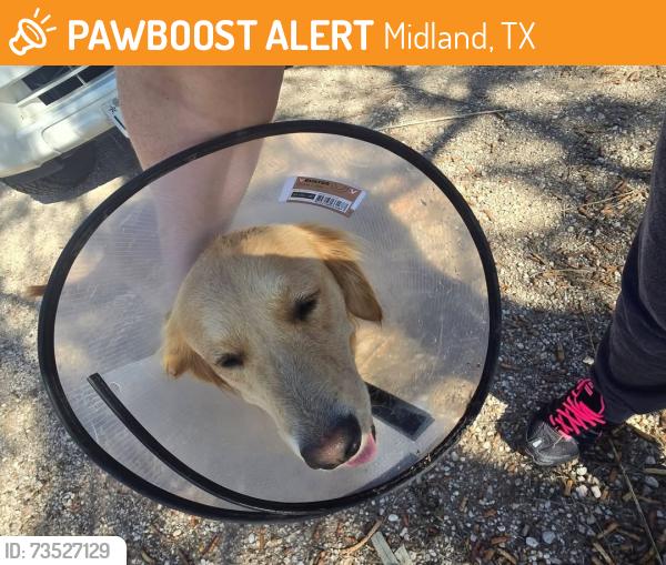 Found/Stray Unknown Dog last seen Soup kitchen midland texas, Midland, TX 79701