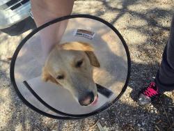 Found/Stray Unknown Dog last seen Soup kitchen midland texas, Midland, TX 79701