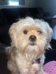 Reunited Female Dog last seen Lancaster, CA, USA, Lancaster, CA 93534
