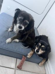 Lost Female Dog last seen S San Antonio Ave & Phillips in Pomona, Pomona, CA 91766