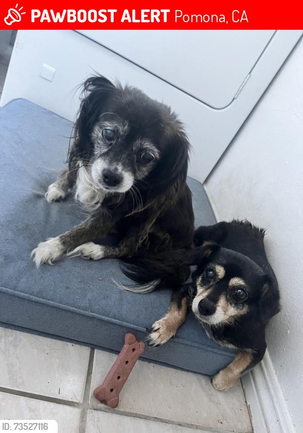 Lost Female Dog last seen S San Antonio Ave & Phillips in Pomona, Pomona, CA 91766