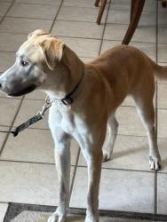 Found/Stray Male Dog last seen Brook Hollow & 281, San Antonio, TX 78232