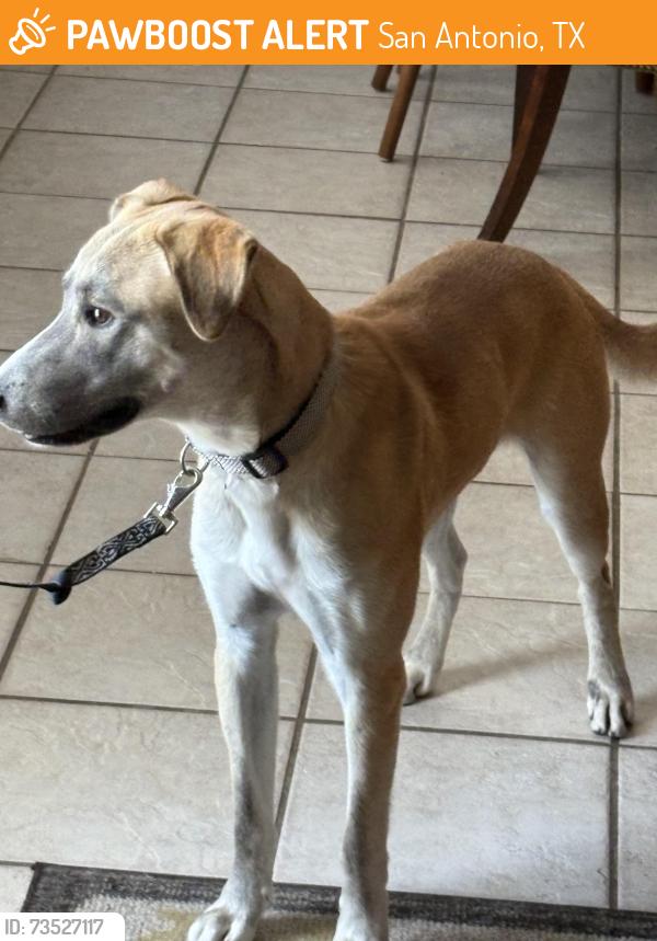Found/Stray Male Dog last seen Brook Hollow & 281, San Antonio, TX 78232
