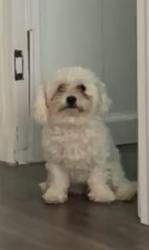 Lost Female Dog last seen Mount hood st and E Carey Ave, Las Vegas NV 89156, Sunrise Manor, NV 89156