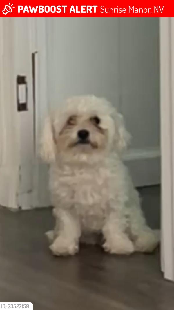 Lost Female Dog last seen Mount hood st and E Carey Ave, Las Vegas NV 89156, Sunrise Manor, NV 89156