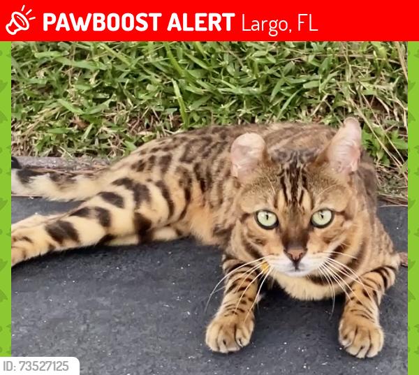 Lost Male Cat last seen West Bay Dr and 20th, Largo, FL 33770