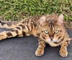 Lost Male Cat last seen West Bay Dr and 20th, Largo, FL 33770