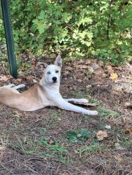Reunited Unknown Dog last seen Whooping creek church road carrollton, Carroll County, GA 30116