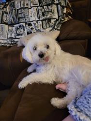 Lost Male Dog last seen Leroy and custer, Clawson, MI 48017