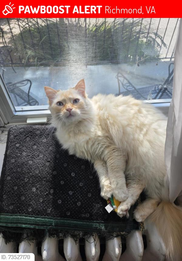 Lost Male Cat last seen VMFA warehouse, Richmond, VA 23221
