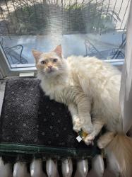 Lost Male Cat last seen VMFA warehouse, Richmond, VA 23221