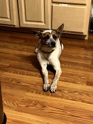 Reunited Male Dog last seen 67th ave and happy valley, Phoenix, AZ 85083