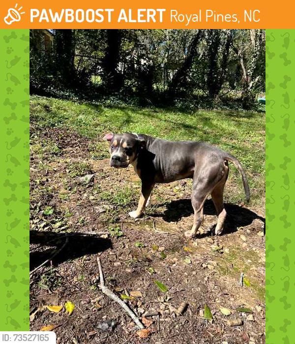 Found/Stray Male Dog last seen Weston Rd., Royal Pines, NC 28704