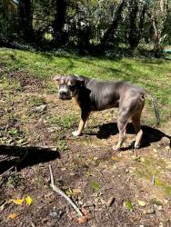 Found/Stray Male Dog last seen Weston Rd., Royal Pines, NC 28704