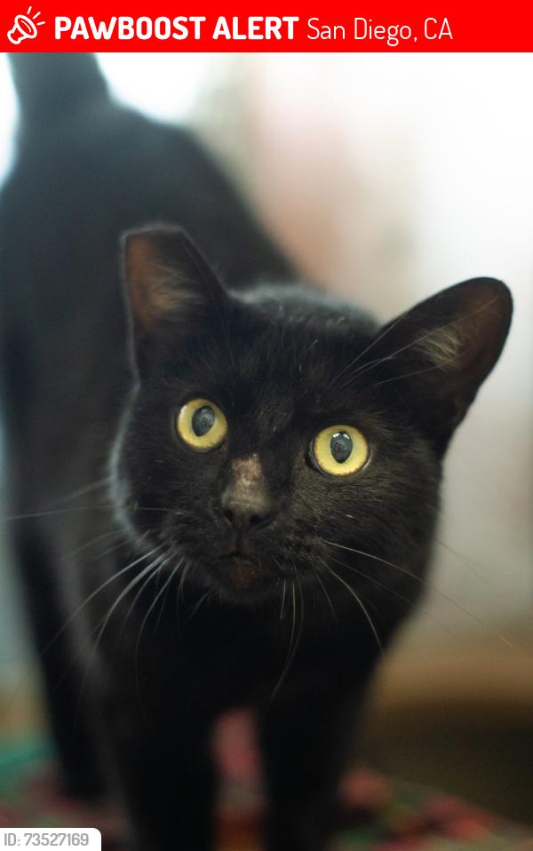 Lost Female Cat last seen Near Ruette San Raphael. Hopped the back fence into the neighboring canyon @ 9am this morning., San Diego, CA 92130
