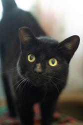 Lost Female Cat last seen Near Ruette San Raphael. Hopped the back fence into the neighboring canyon @ 9am this morning., San Diego, CA 92130
