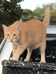 Lost Male Cat last seen The cross point of US 29 and Lee County Road 686, Opelika, AL 36804