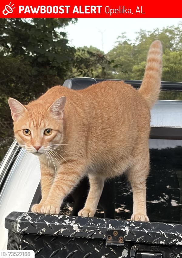Lost Male Cat last seen The cross point of US 29 and Lee County Road 686, Opelika, AL 36804
