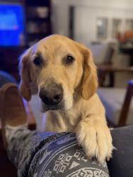 Reunited Male Dog last seen SW 176th street, Palmetto Bay, FL 33157