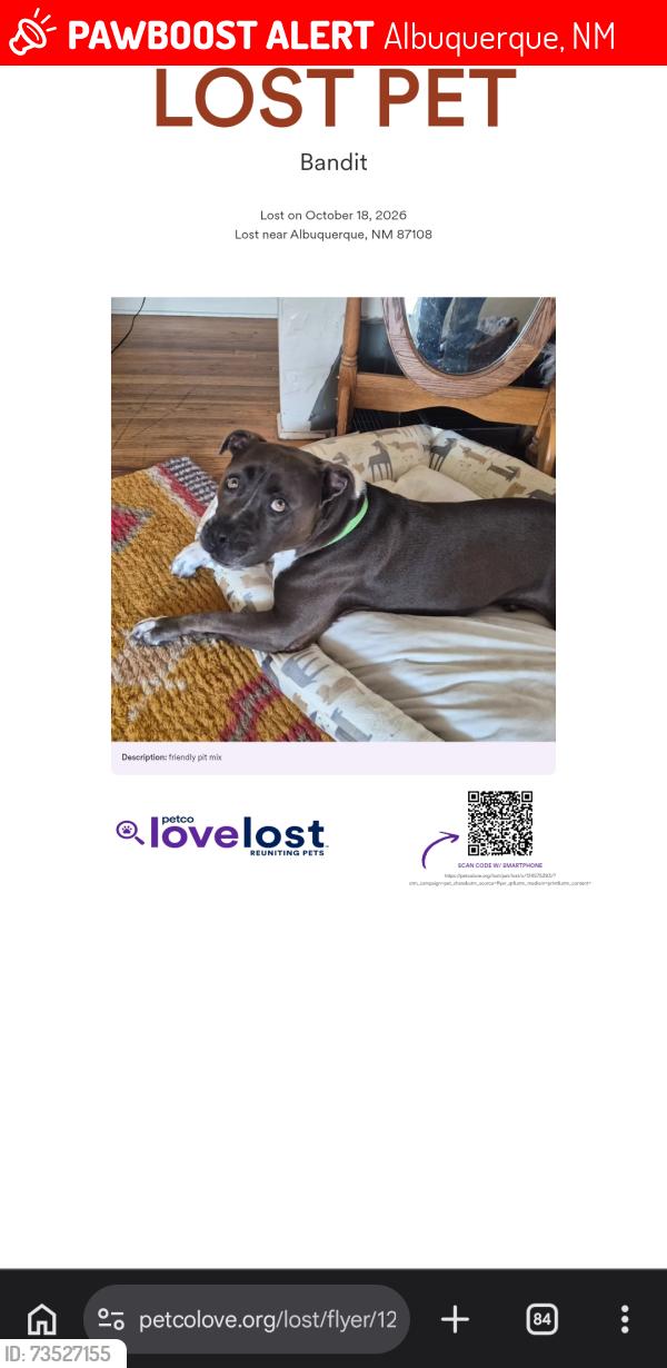 Lost Male Dog last seen Washington and copper, Albuquerque, NM 87108