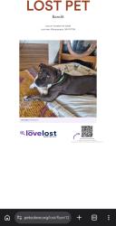 Lost Male Dog last seen Washington and copper, Albuquerque, NM 87108