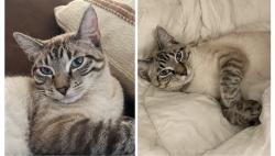 Reunited Male Cat last seen Lake phalen area, Saint Paul, MN 55106
