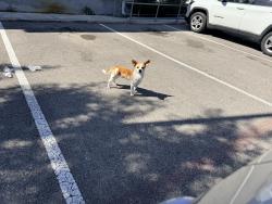 Found/Stray Unknown Dog last seen West and lockehill, San Antonio, TX 78213