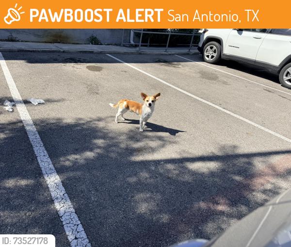 Found/Stray Unknown Dog last seen West and lockehill, San Antonio, TX 78213