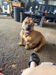 Lost Female Dog last seen Near west country club circle plantation, Plantation, FL 33317