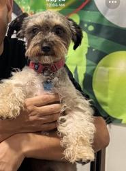 Lost Male Dog last seen Curry ford, Orlando, FL 32822