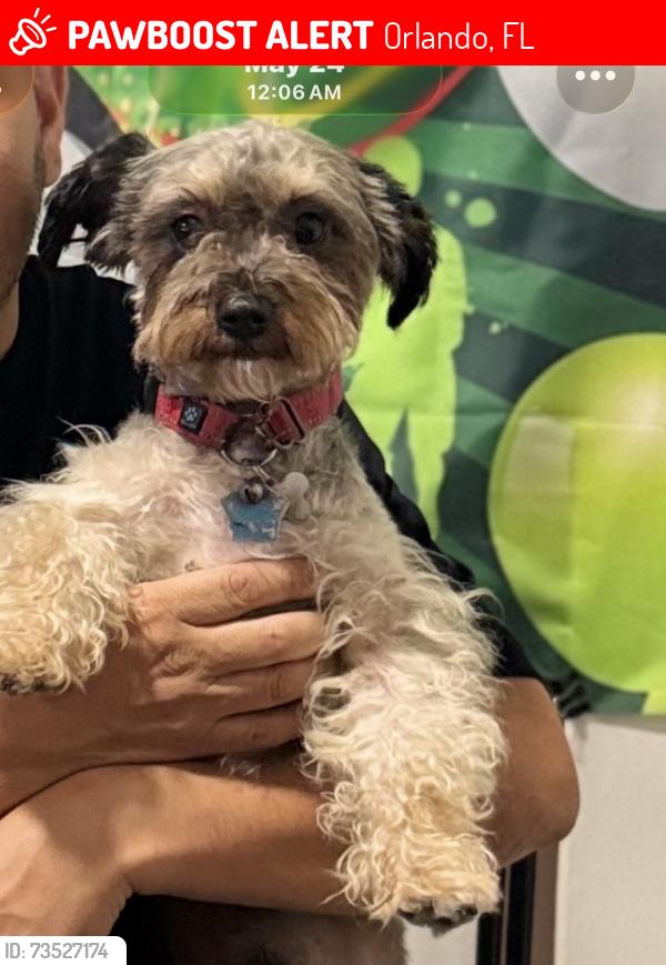 Lost Male Dog last seen Curry ford, Orlando, FL 32822