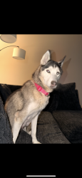 Lost Female Dog last seen Filmore and Cone Hill Dr, San Antonio, TX 78245
