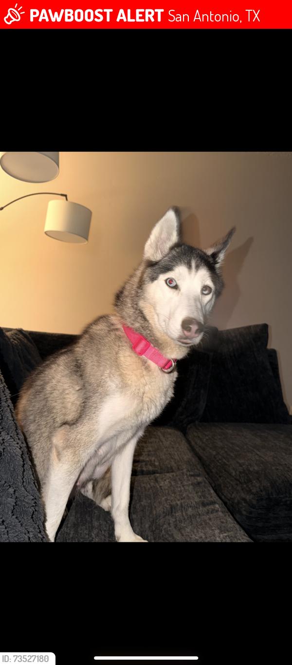 Lost Female Dog last seen Filmore and Cone Hill Dr, San Antonio, TX 78245