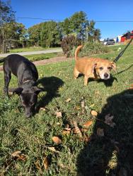 Reunited Unknown Dog last seen Dippen, Winston-Salem, NC 27105
