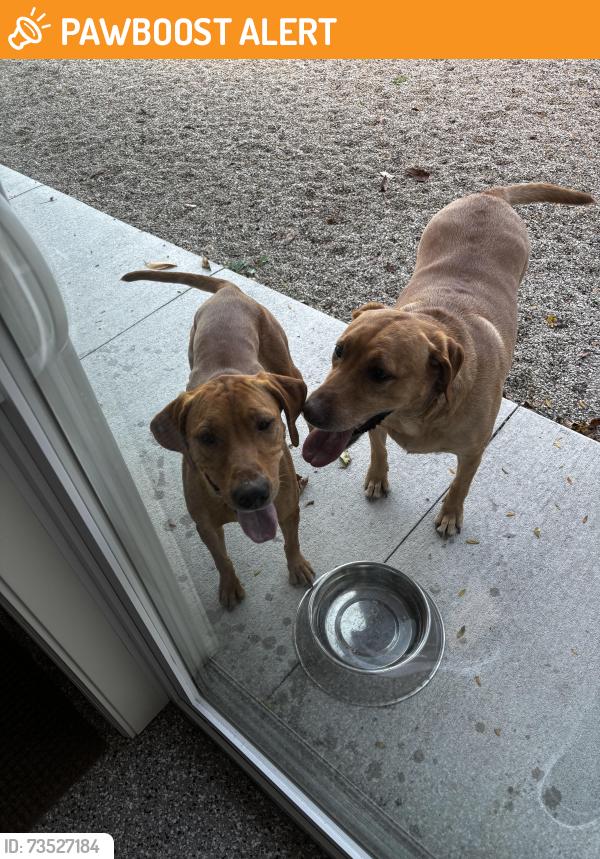 Found/Stray Female Dog last seen Brooks Road and St Ives Road, Winnebago County, WI 54904