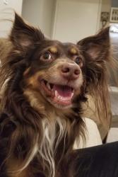 Lost Male Dog last seen Alta and Buffalo, Las Vegas, NV 89145