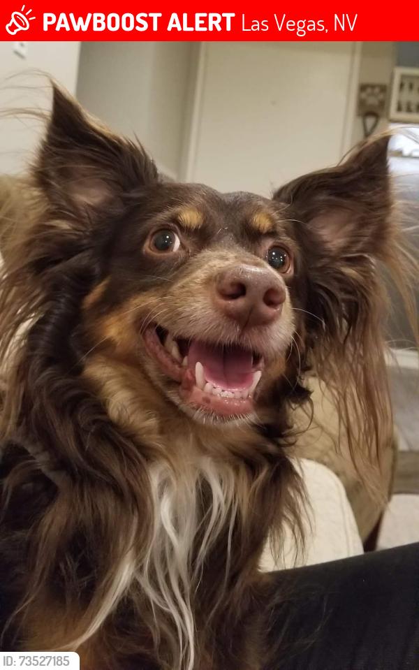 Lost Male Dog last seen Alta and Buffalo, Las Vegas, NV 89145