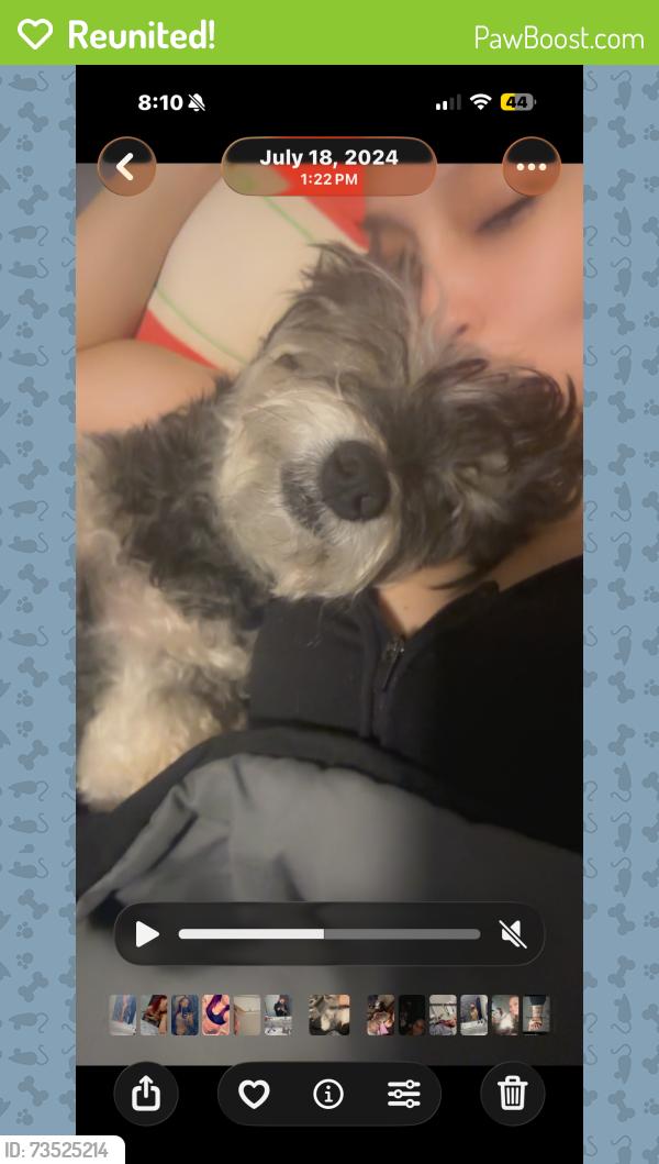 Reunited Female Dog last seen Buckingham Dr., Davenport, FL 33896