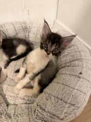 Shelter Stray Female Cat last seen Near W 2200 N, Layton, UT 84041, USA, 1422 E 600 N, Fruit Heights, UT 84037, USA