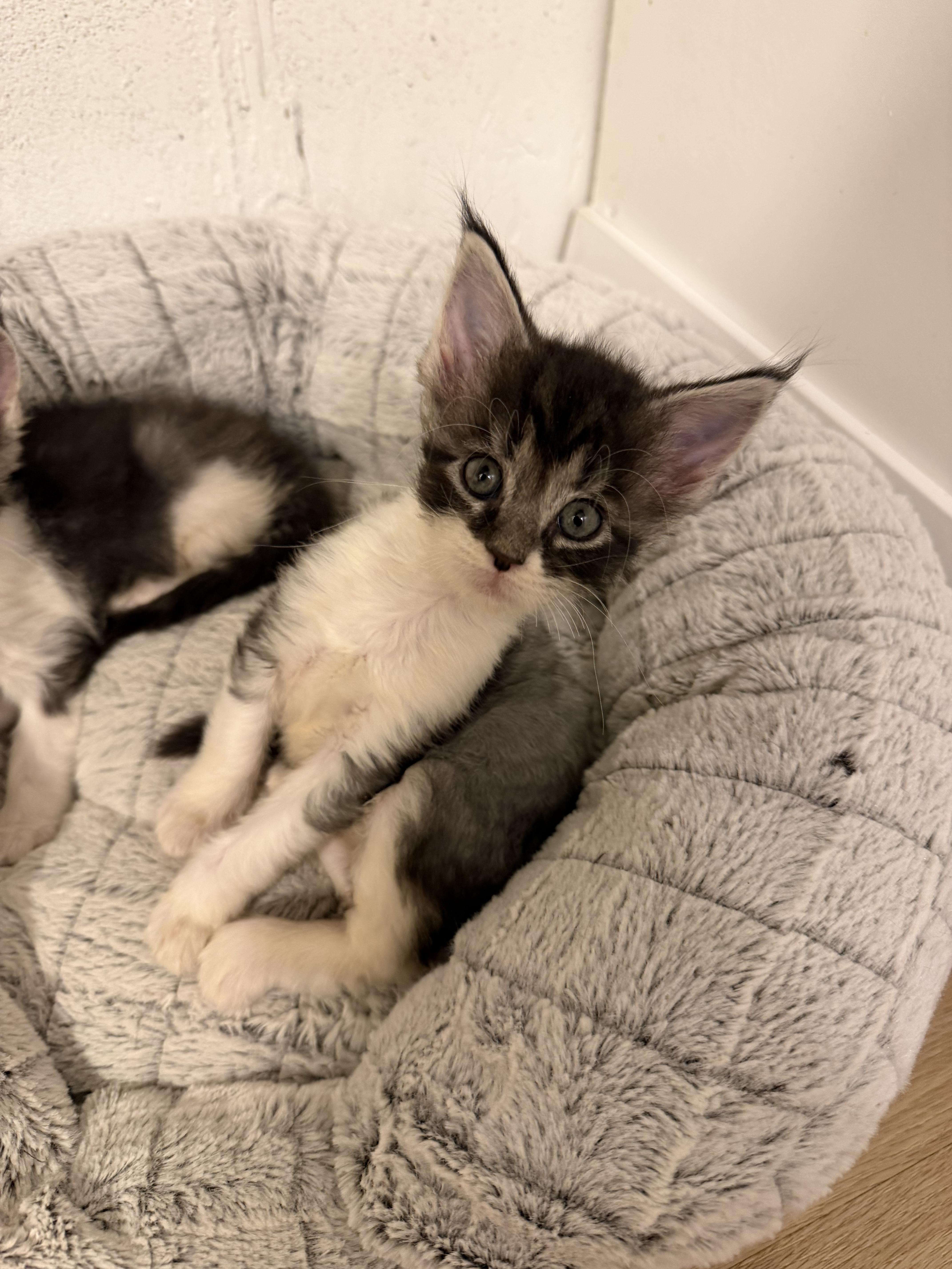 Shelter Stray Female Cat last seen Near W 2200 N, Layton, UT 84041, USA, 1422 E 600 N, Fruit Heights, UT 84037, USA