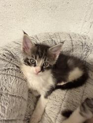 Shelter Stray Female Cat last seen Near W 2200 N, Layton, UT 84041, USA, 1422 E 600 N, Fruit Heights, UT 84037, USA