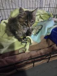 Found/Stray Female Cat last seen Minnehaha, Saint Paul, MN 55101