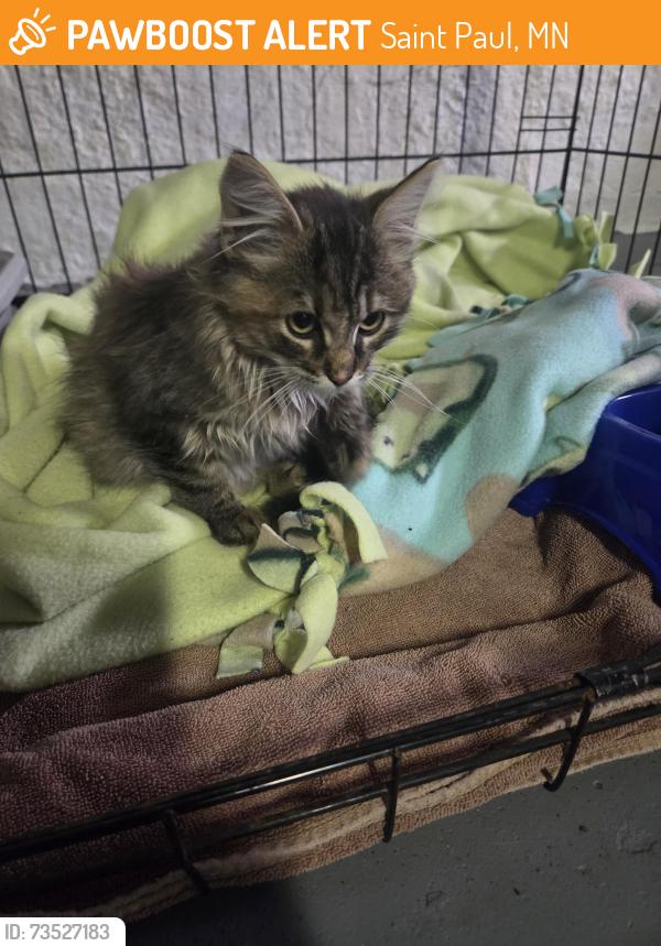 Found/Stray Female Cat last seen Minnehaha, Saint Paul, MN 55101