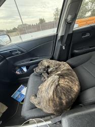 Found/Stray Male Dog last seen by the market, Los Angeles, CA 90003