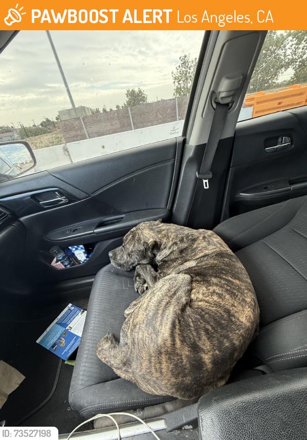 Found/Stray Male Dog last seen by the market, Los Angeles, CA 90003